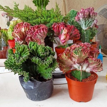 玉麒麟五指山彩麒麟掌多肉植物客厅绿植龙骨