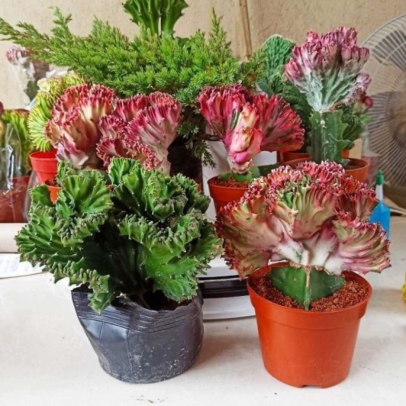 玉麒麟五指山彩麒麟掌多肉植物客厅绿植龙骨