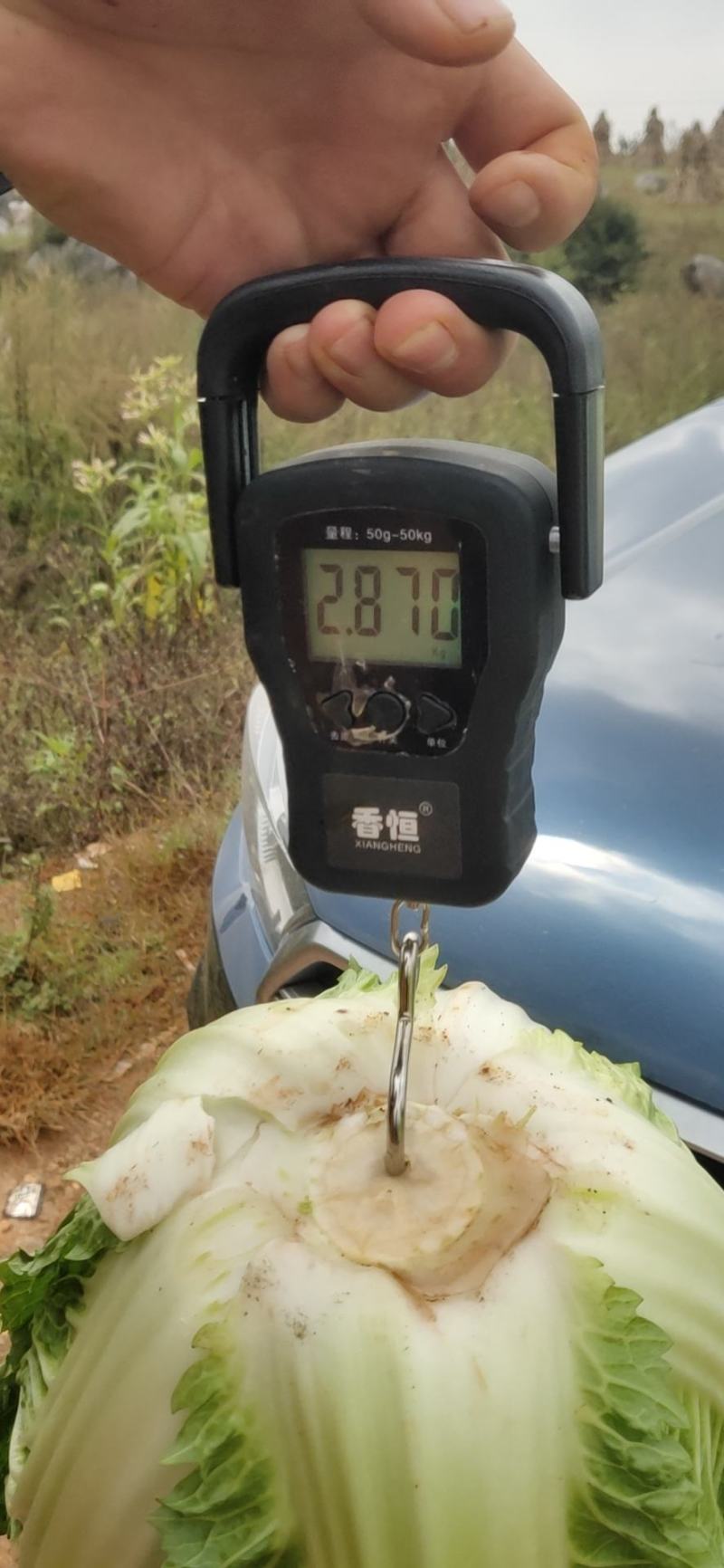 黄心大白菜，云南山地菜，受雨露之詹养，吸天地之精华