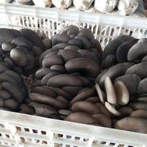 辉县市发酵料鲜平菇大量供应