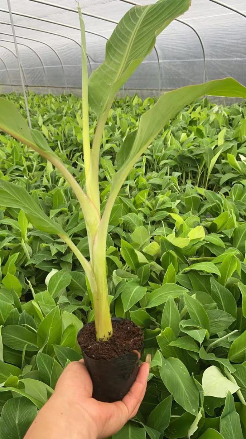 农科院红香蕉苗/威廉斯b6香蕉苗/金粉一号香蕉苗/芭蕉苗