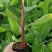 农科院红香蕉苗/威廉斯b6香蕉苗/金粉一号香蕉苗/芭蕉苗