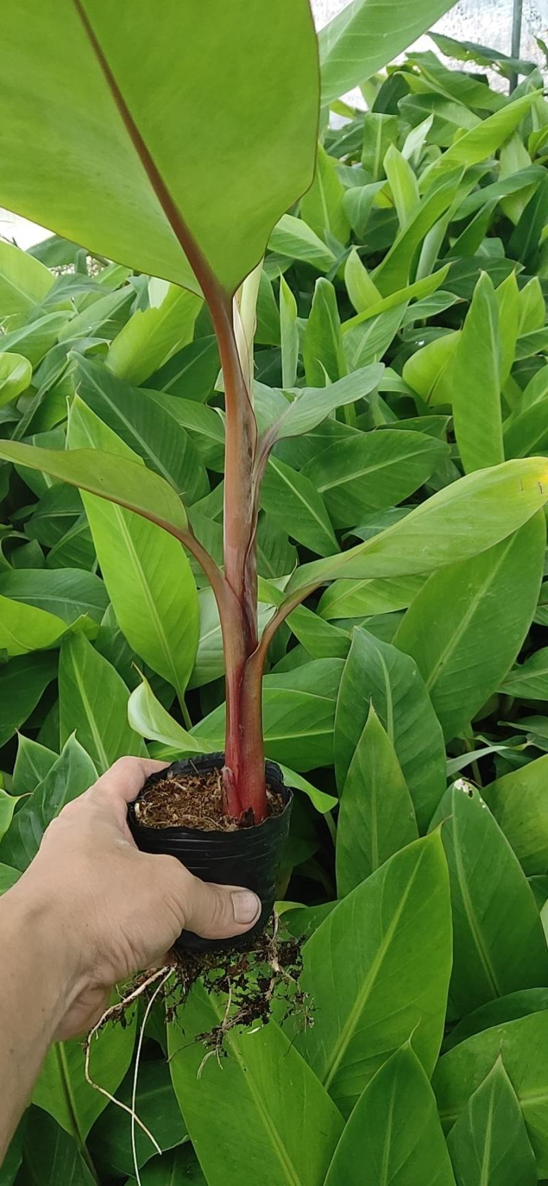 农科院红香蕉苗/威廉斯b6香蕉苗/金粉一号香蕉苗/芭蕉苗