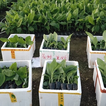 农科院红香蕉苗/威廉斯b6香蕉苗/金粉一号香蕉苗/芭蕉苗