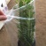 龙骨花室内花植物盆栽玉麒麟吸甲醛客厅仙人柱