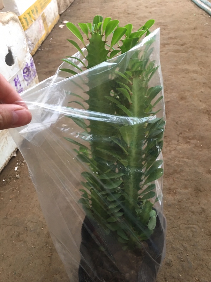 龙骨花室内花植物盆栽玉麒麟吸甲醛客厅仙人柱