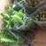 龙骨花室内花植物盆栽玉麒麟吸甲醛客厅仙人柱