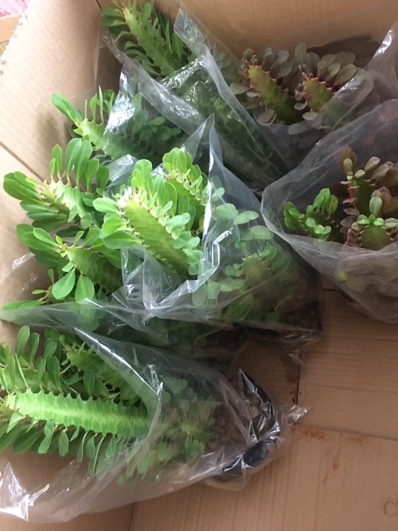 龙骨花室内花植物盆栽玉麒麟吸甲醛客厅仙人柱
