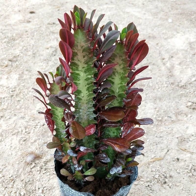 龙骨花室内花植物盆栽玉麒麟吸甲醛客厅仙人柱
