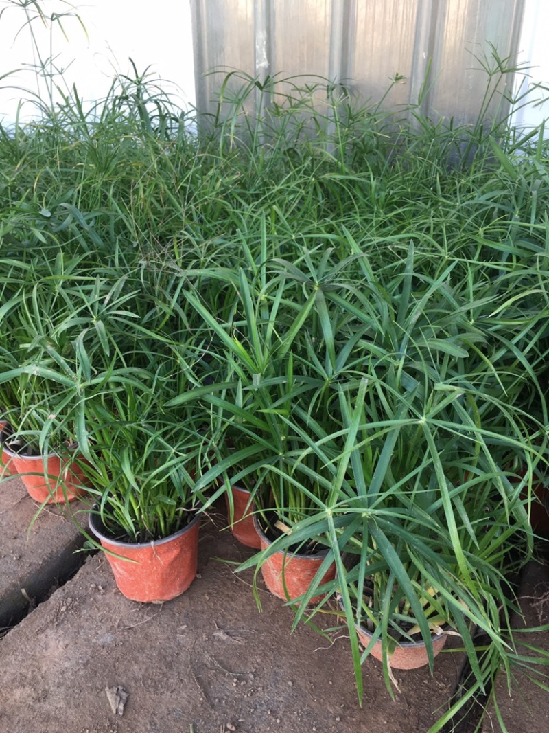 水生水养挺水植物水竹盆栽旱伞草风车草水棕竹客厅室内池塘造