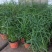 水生水养挺水植物水竹盆栽旱伞草风车草水棕竹客厅室内池塘造