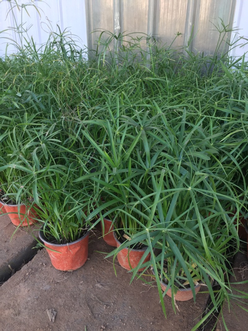水生水养挺水植物水竹盆栽旱伞草风车草水棕竹客厅室内池塘造