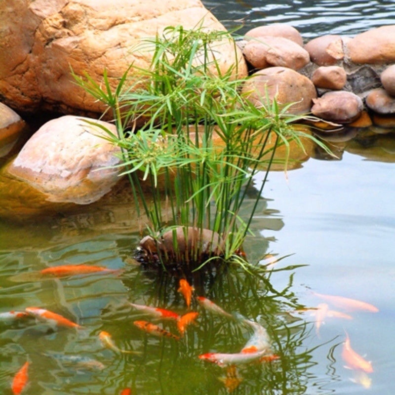 水生水养挺水植物水竹盆栽旱伞草风车草水棕竹客厅室内池塘造