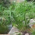 水生水养挺水植物水竹盆栽旱伞草风车草水棕竹客厅室内池塘造