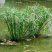 水生水养挺水植物水竹盆栽旱伞草风车草水棕竹客厅室内池塘造