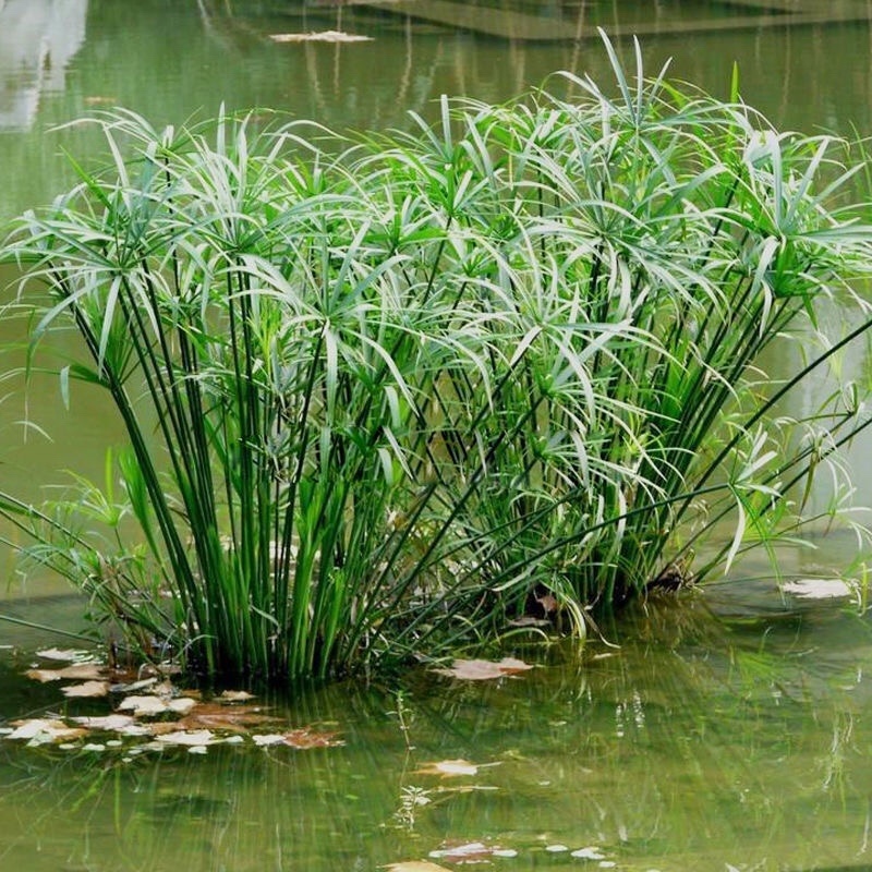 水生水养挺水植物水竹盆栽旱伞草风车草水棕竹客厅室内池塘造