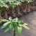 发财树盆栽植物室内客厅绿植小盆景四季常青办公室招财小盆栽