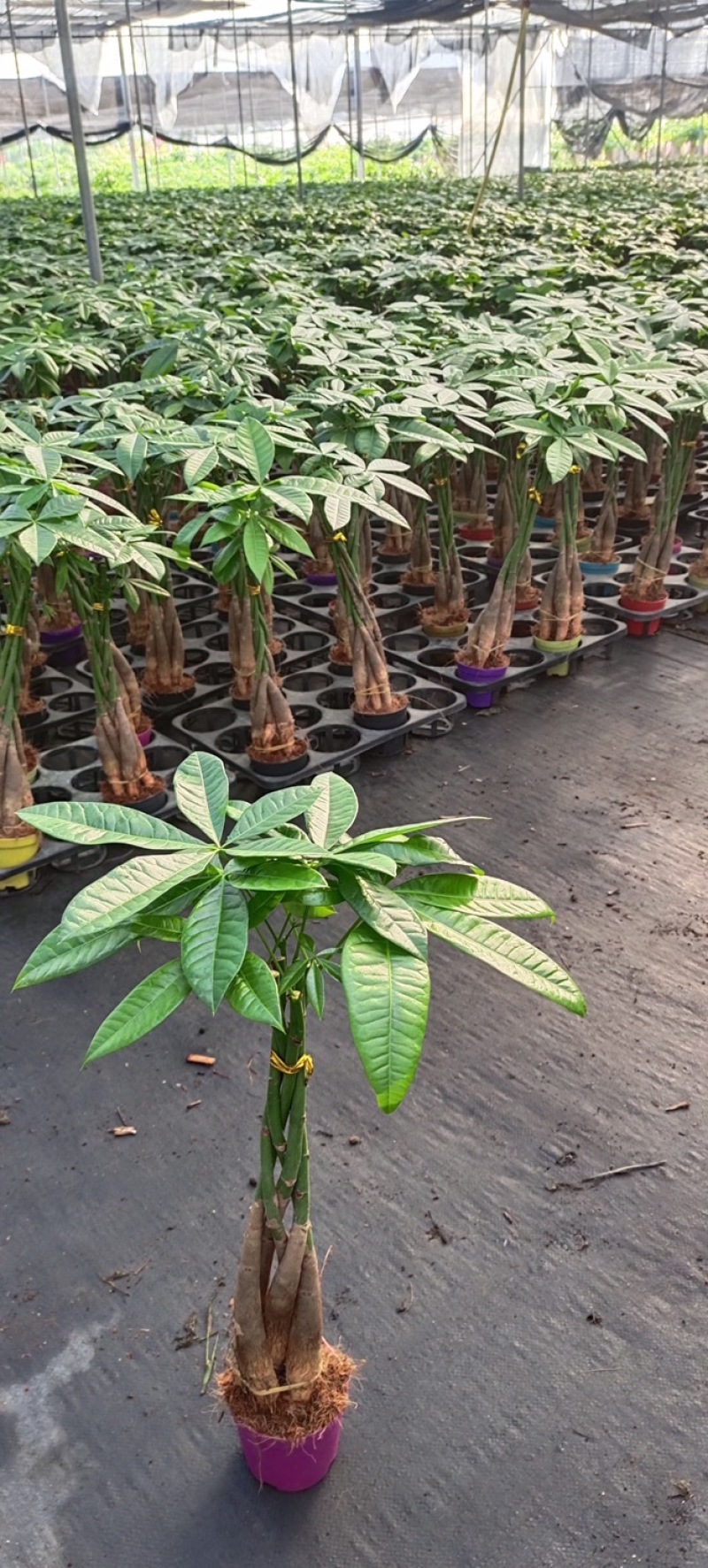 发财树盆栽植物室内客厅绿植小盆景四季常青办公室招财小盆栽