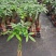发财树盆栽植物室内客厅绿植小盆景四季常青办公室招财小盆栽