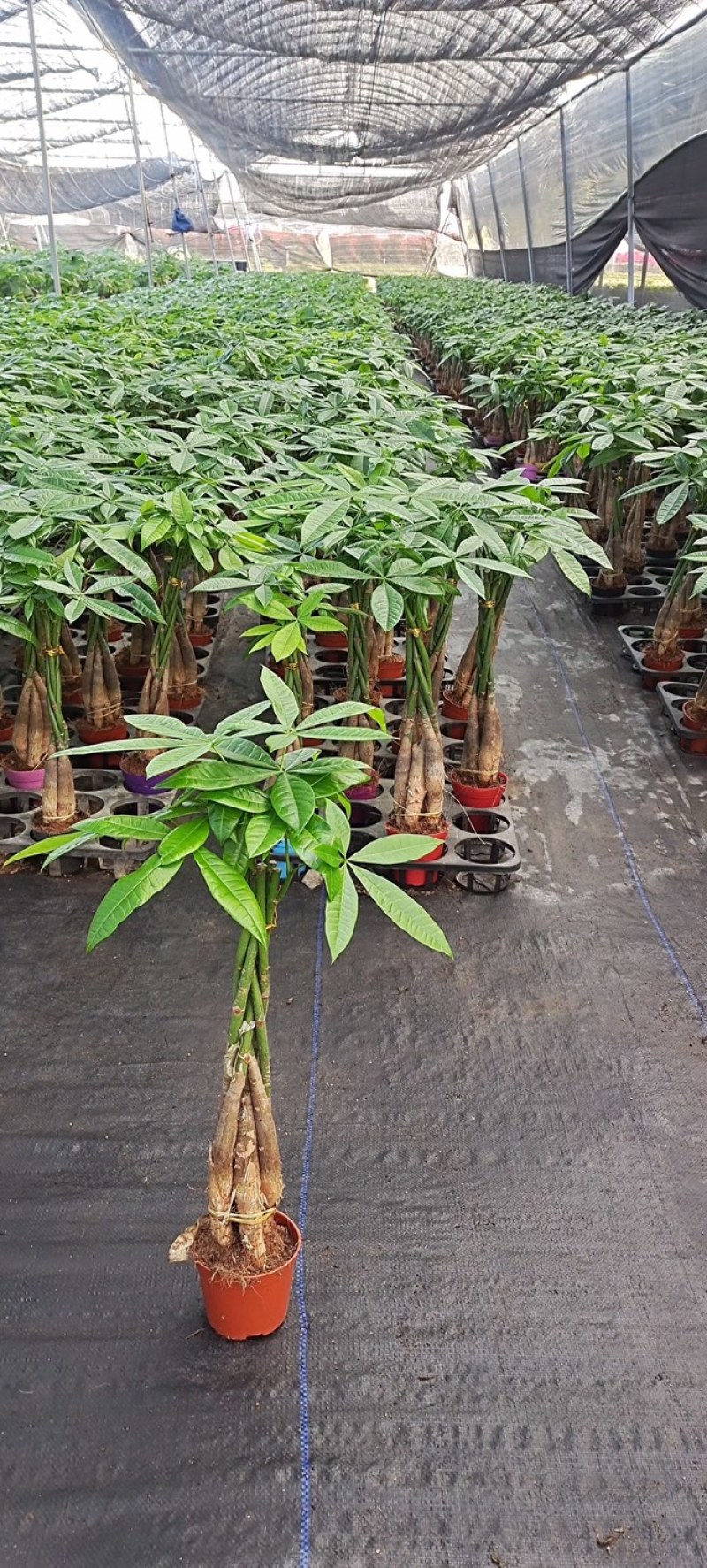 发财树盆栽植物室内客厅绿植小盆景四季常青办公室招财小盆栽