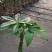 发财树盆栽植物室内客厅绿植小盆景四季常青办公室招财小盆栽
