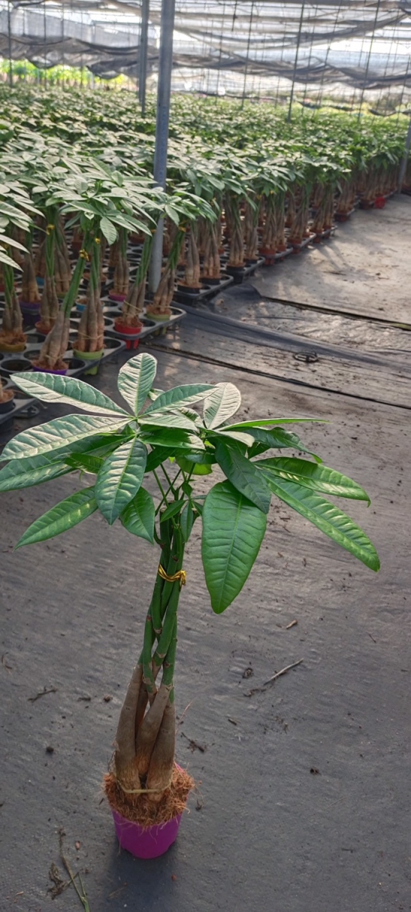 发财树盆栽植物室内客厅绿植小盆景四季常青办公室招财小盆栽