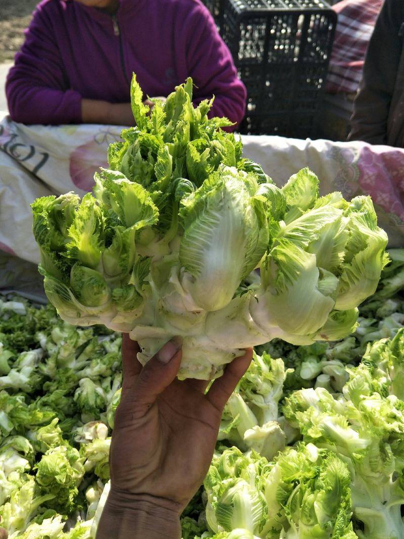 砀山县精品儿菜和儿菜头大量上市