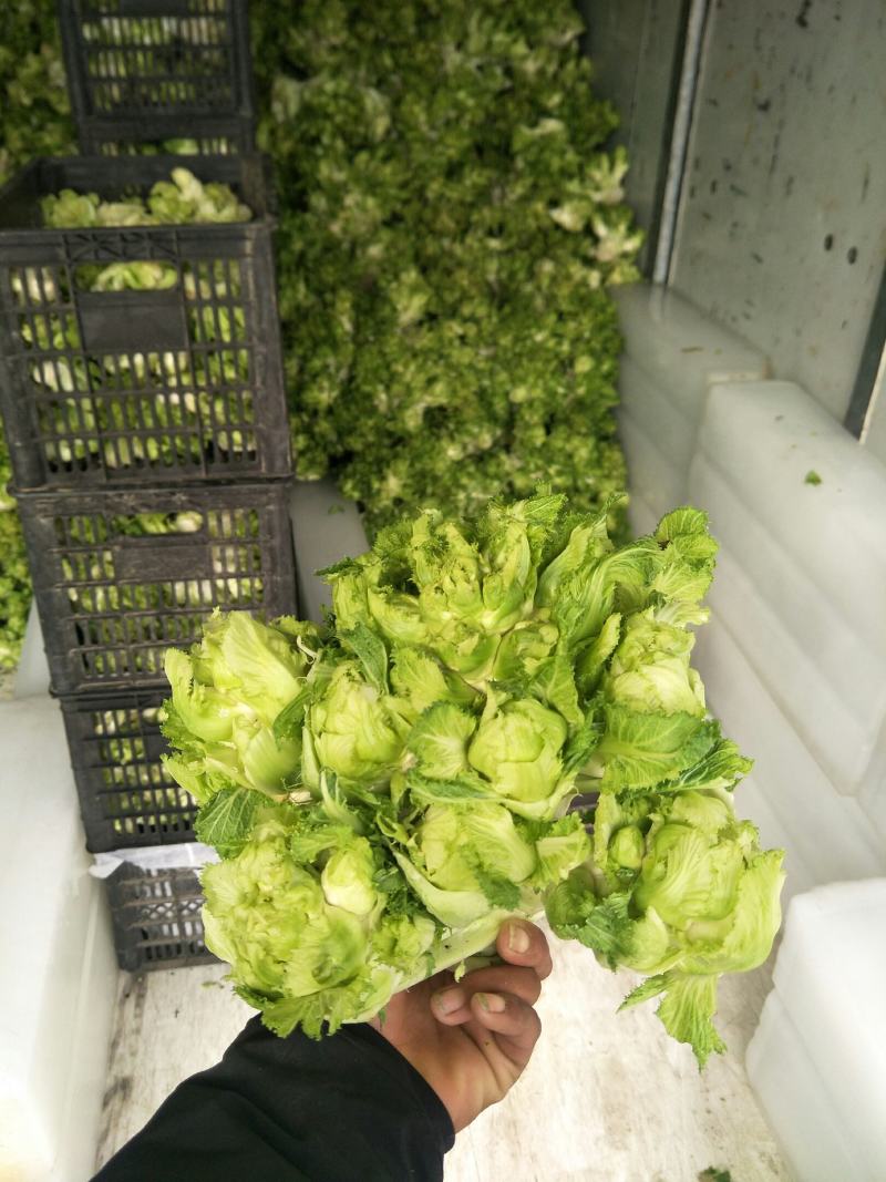 砀山县精品儿菜和儿菜头大量上市