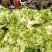 砀山县精品儿菜和儿菜头大量上市