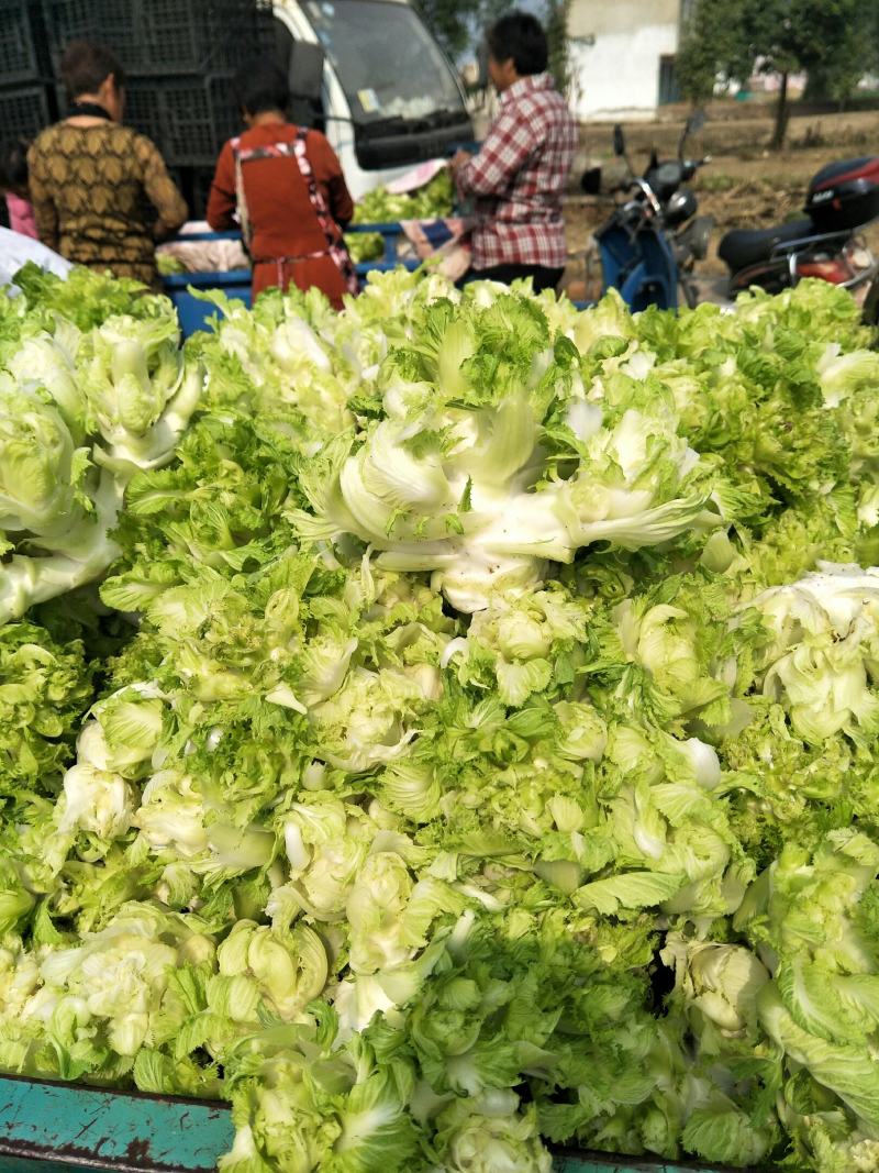 砀山县精品儿菜和儿菜头大量上市