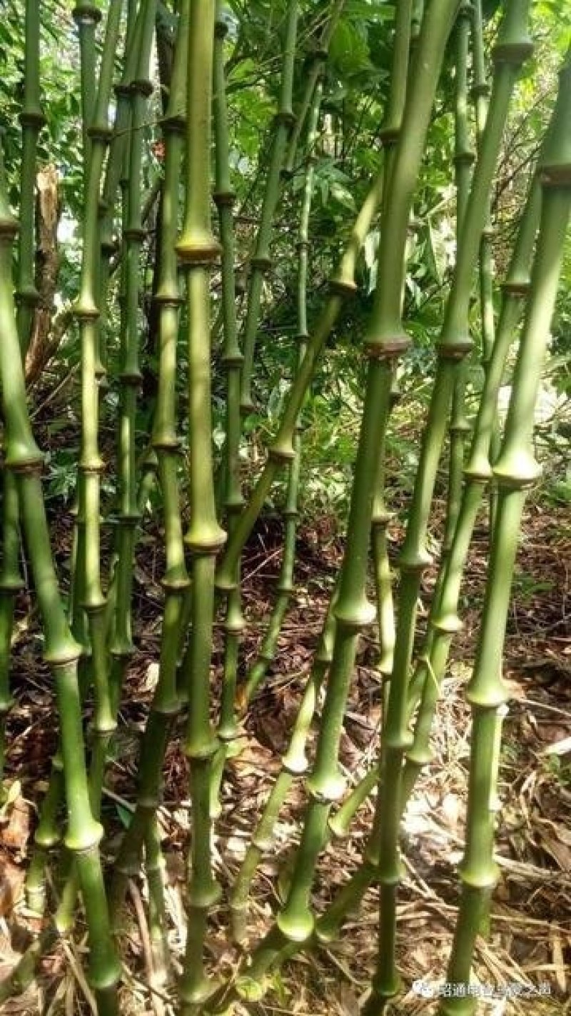 筇竹罗汉竹万亩罗汉林