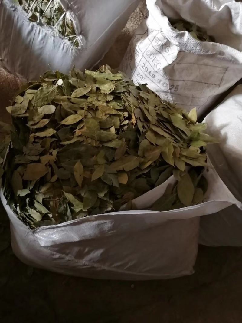 香叶特绿精品月桂叶香料卤料调料产地直销批发包邮
