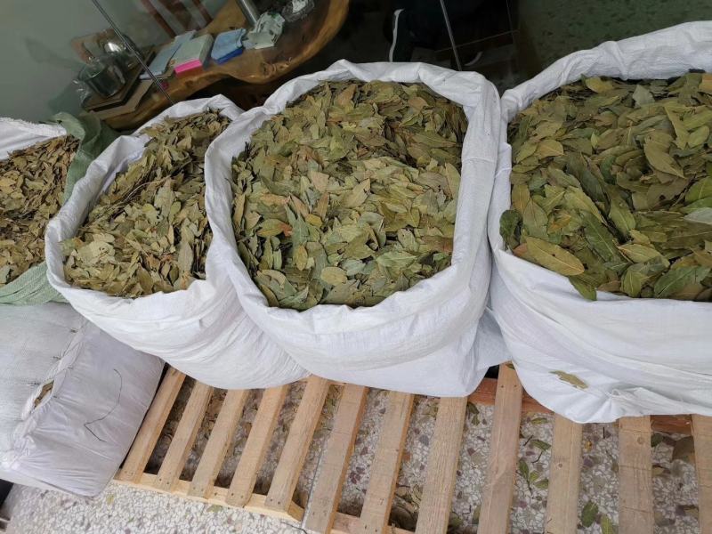 香叶特绿精品月桂叶香料卤料调料产地直销批发包邮