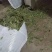 香叶特绿精品月桂叶香料卤料调料产地直销批发包邮