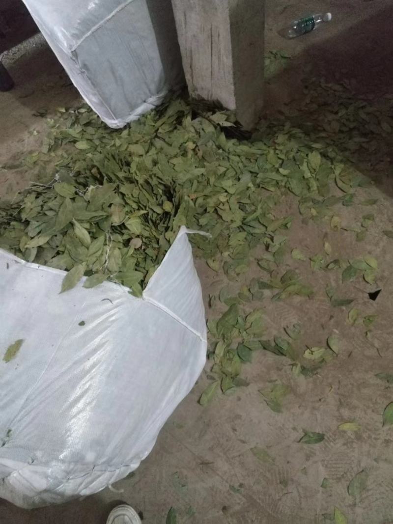 香叶特绿精品月桂叶香料卤料调料产地直销批发包邮