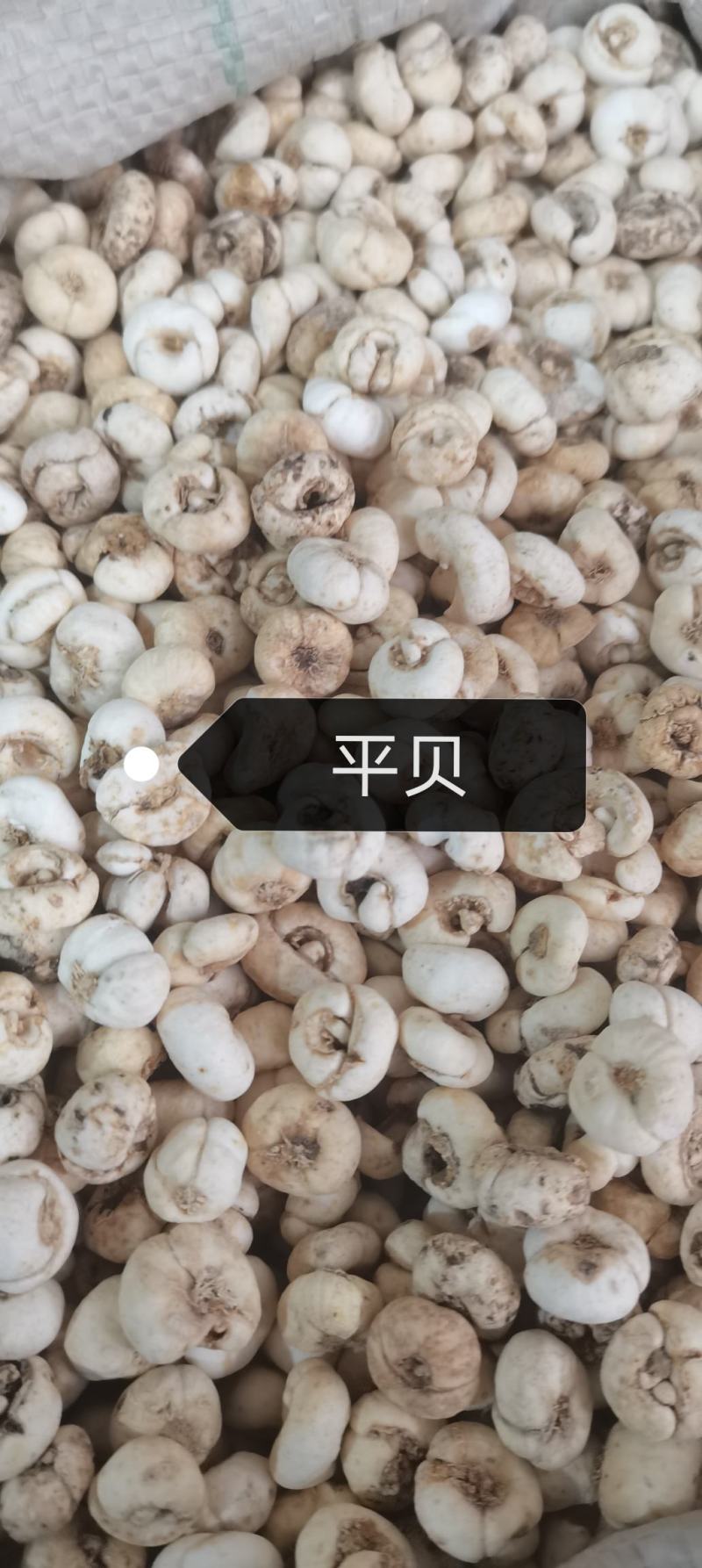 贝母平贝母小浙贝小贝母，川贝各种贝母实物拍摄一斤起