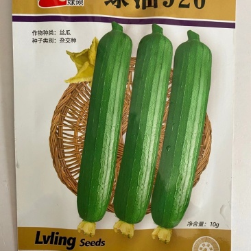 丝瓜种子绿领早熟白籽一代杂交品种种子