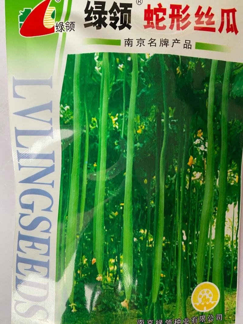 丝瓜种子绿领早熟白籽一代杂交品种种子