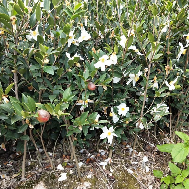 【精选】湖南油茶苗1年到四年生嫁接苗，批发价包邮手续其全