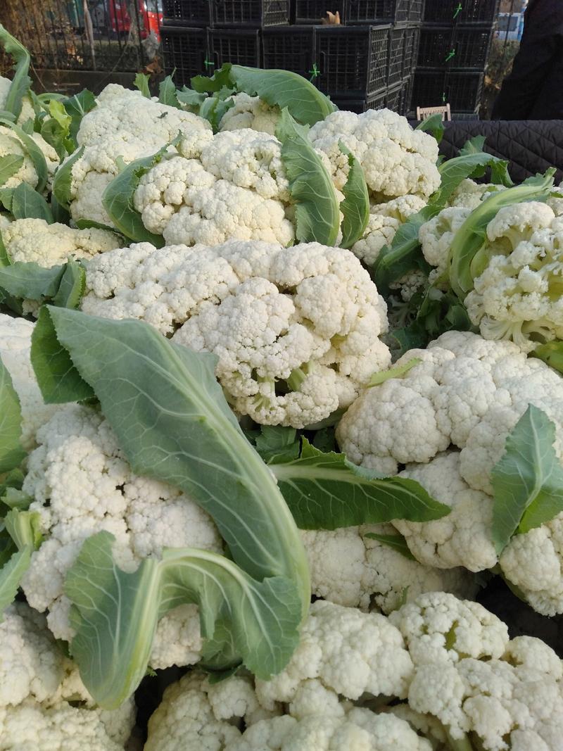 山东省沂水产地有机花菜，白面青根，有机散花，供市场超市。