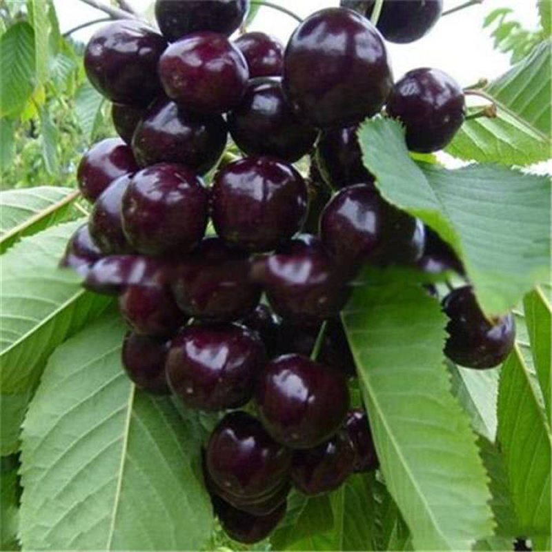 俄罗斯8号樱桃苗1年80cm以上，是一种抗寒品种
