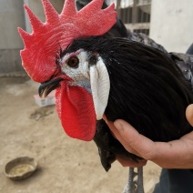 西班牙白脸鸡西班牙小丑鸡成年鸡下蛋种鸡包活包健康