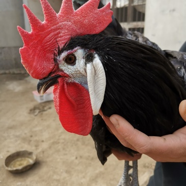西班牙白脸鸡西班牙小丑鸡成年鸡下蛋种鸡包邮包活包健康
