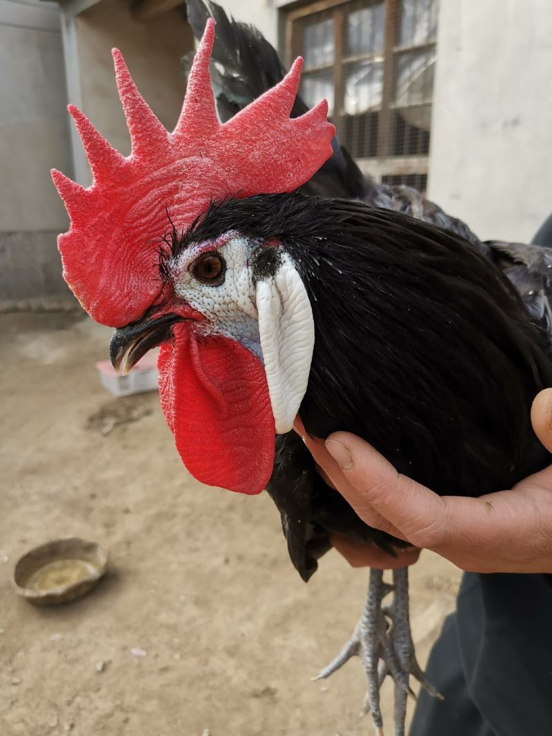 西班牙白脸鸡西班牙小丑鸡成年鸡下蛋种鸡包邮包活包健康