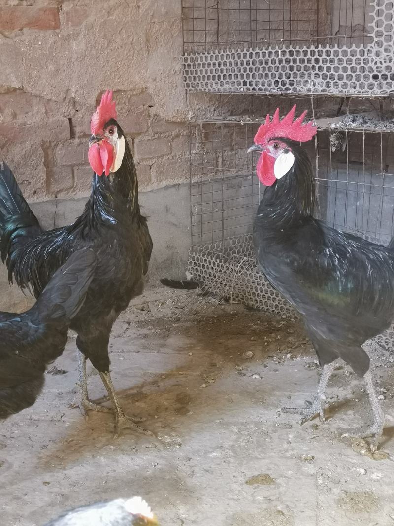西班牙白脸鸡西班牙小丑鸡成年鸡下蛋种鸡包邮包活包健康