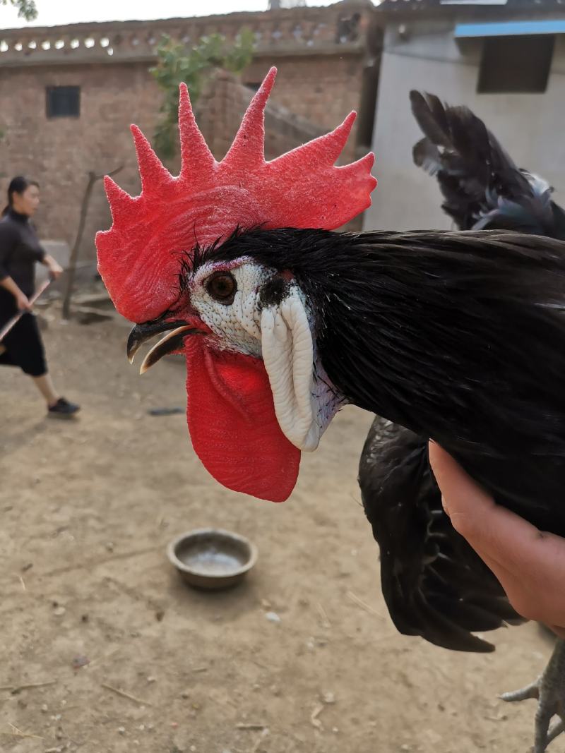 西班牙白脸鸡西班牙小丑鸡成年鸡下蛋种鸡包邮包活包健康