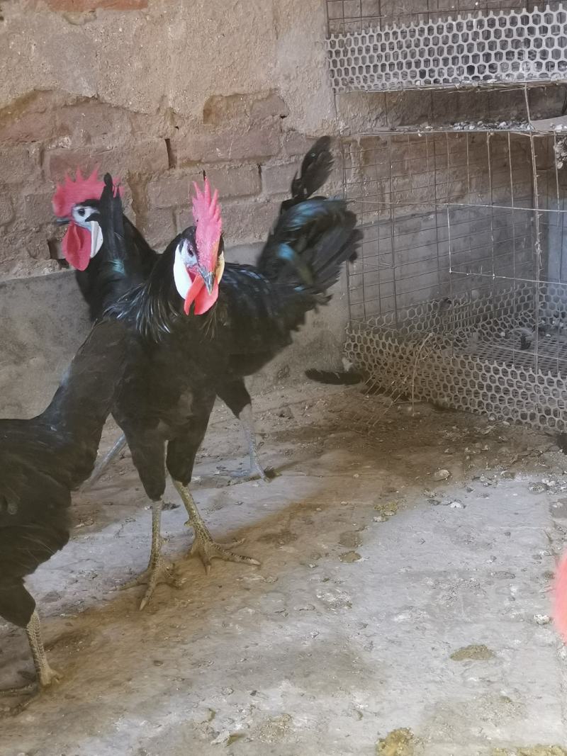 西班牙白脸鸡西班牙小丑鸡成年鸡下蛋种鸡包邮包活包健康