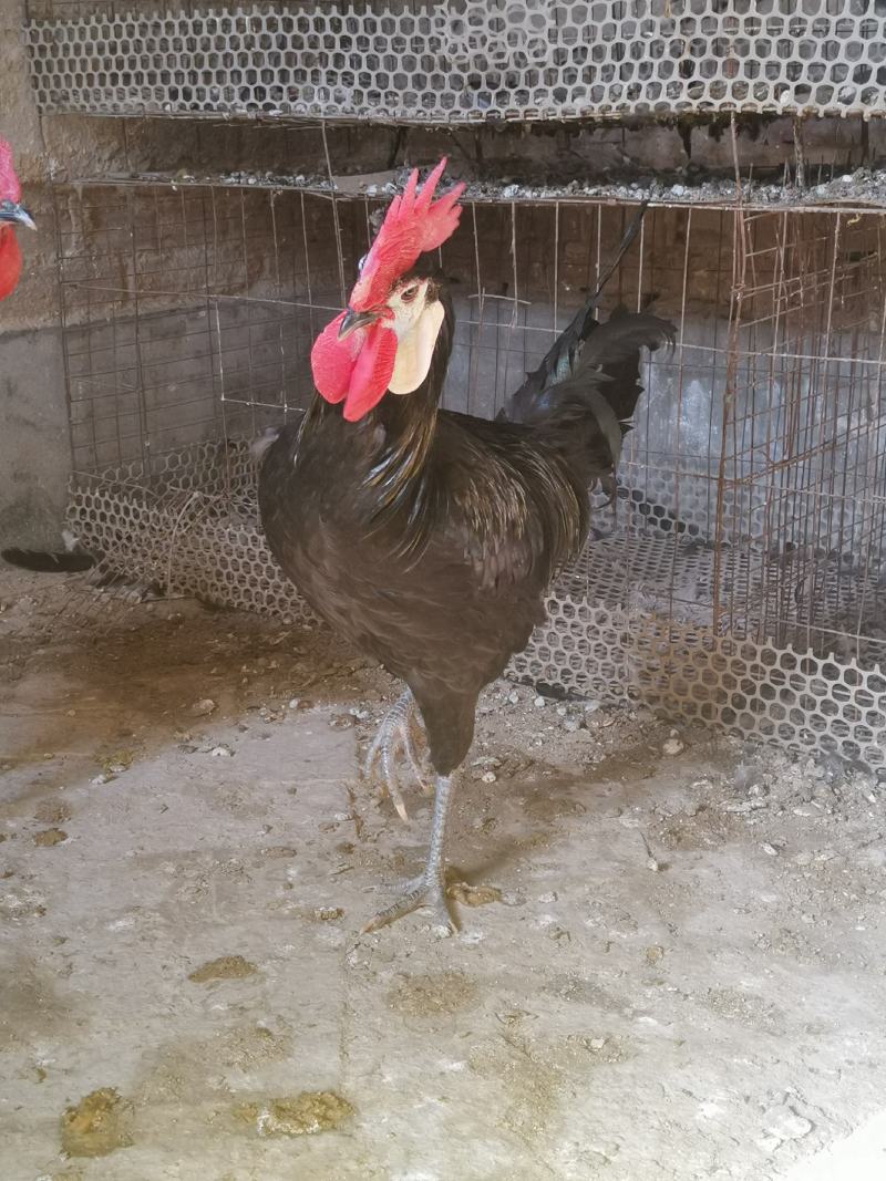 西班牙白脸鸡西班牙小丑鸡成年鸡下蛋种鸡包邮包活包健康