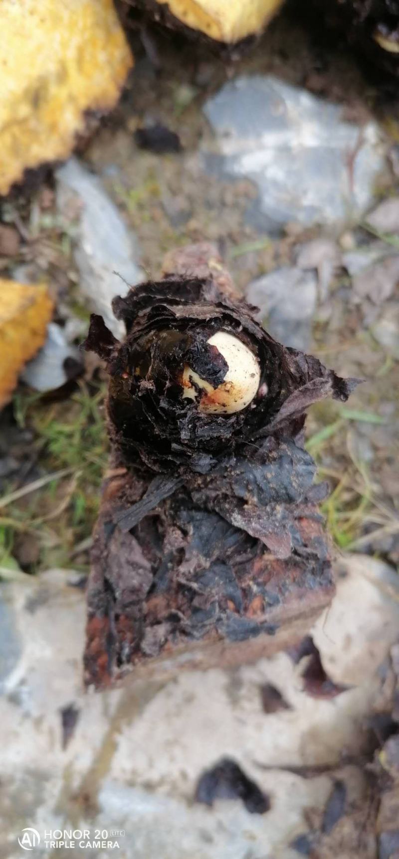 大黄芽头，利川大黄苗，正宗马蹄大黄，苞芽地里瓣下芽存