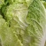 安徽直供大白菜自种现割新鲜品相好口感佳大量批发